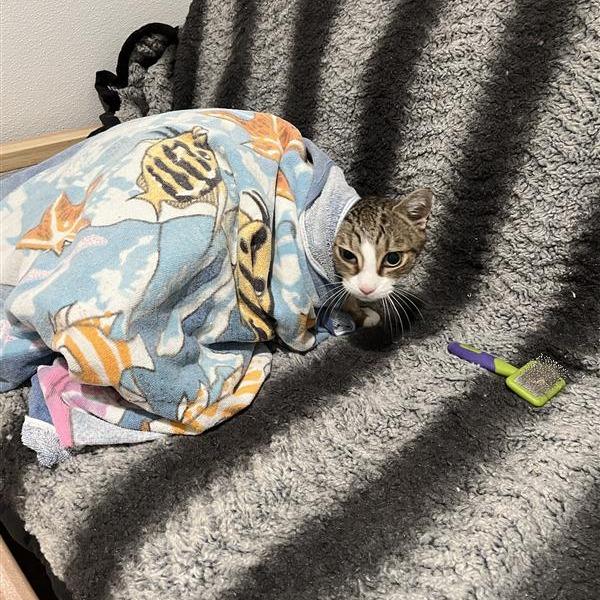 Enlarge Squeak, a Adoptable Domestic Short Hair in Manchester, CT image 2/6