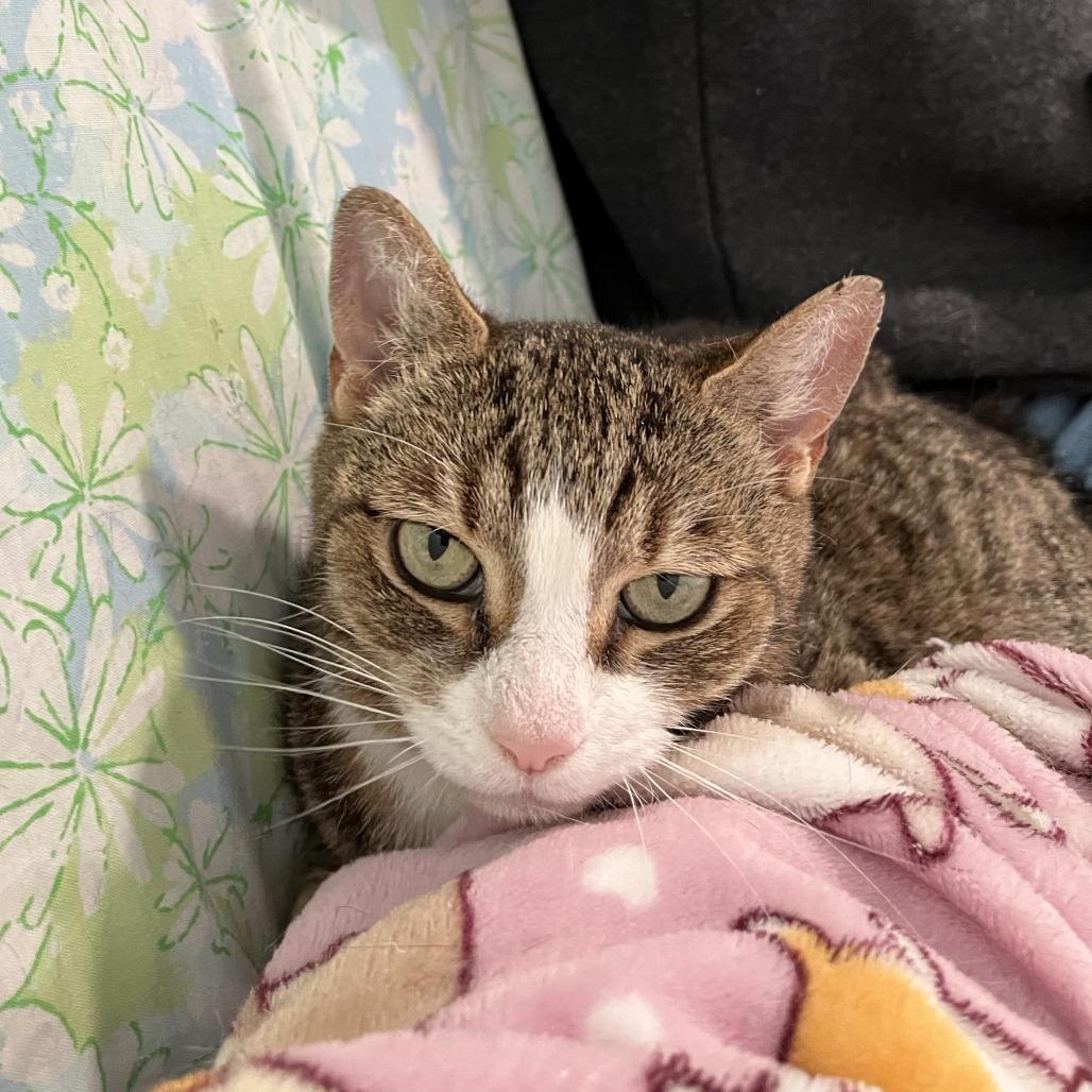 Enlarge Squeak, a Adoptable Domestic Short Hair in Manchester, CT image 3/6