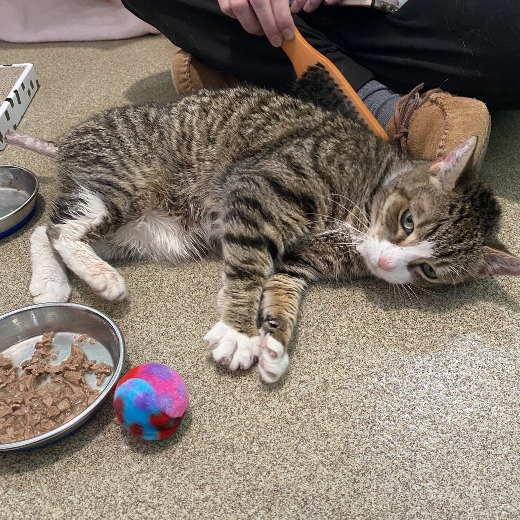 Enlarge Squeak, a Adoptable Domestic Short Hair in Manchester, CT image 4/6