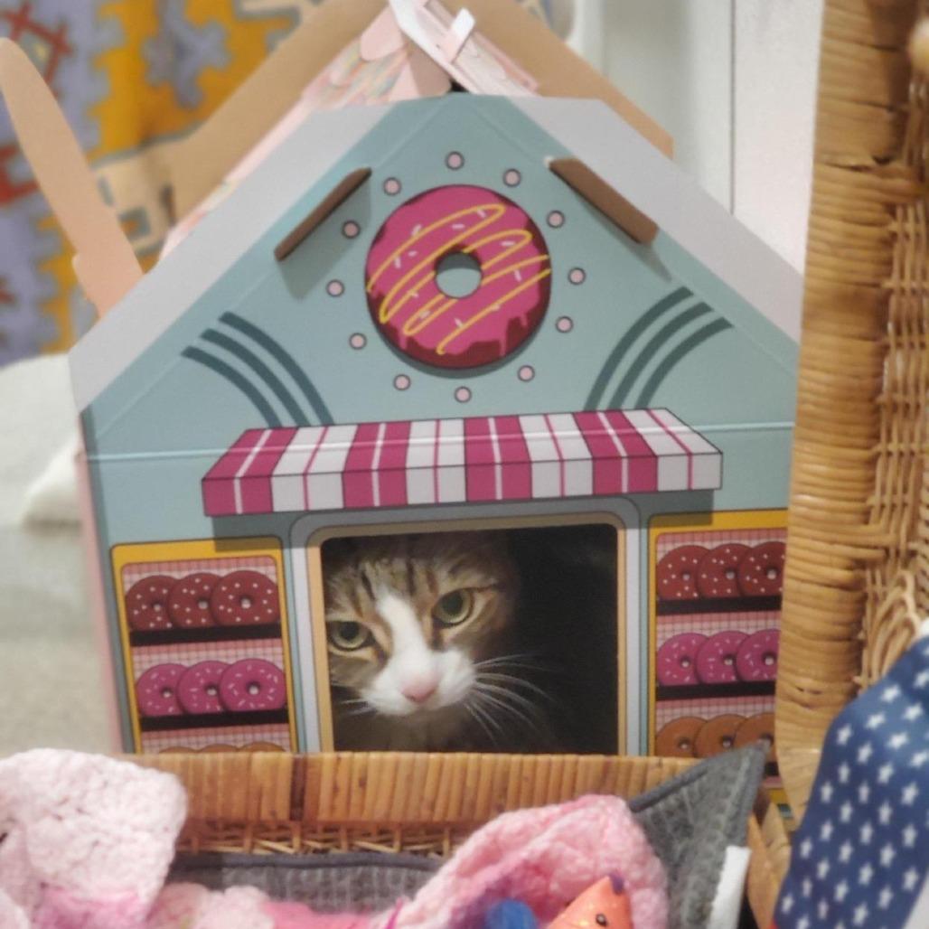 Enlarge Squeak, a Adoptable Domestic Short Hair in Manchester, CT image 5/6