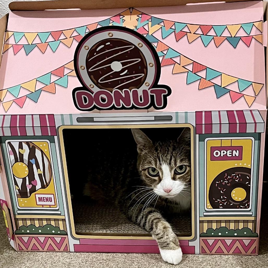 Enlarge Squeak, a Adoptable Domestic Short Hair in Manchester, CT image 6/6