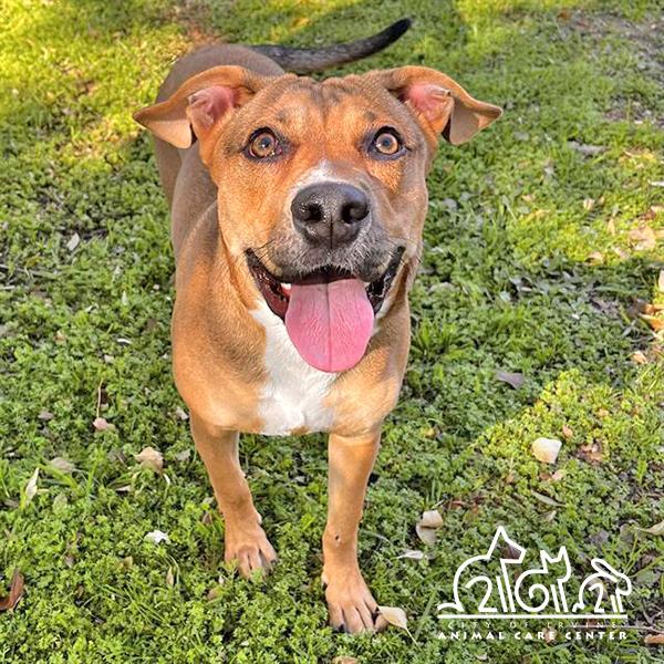 Enlarge CLOVE, a Adoptable Pit Bull Terrier in Irvine, CA image 1/1