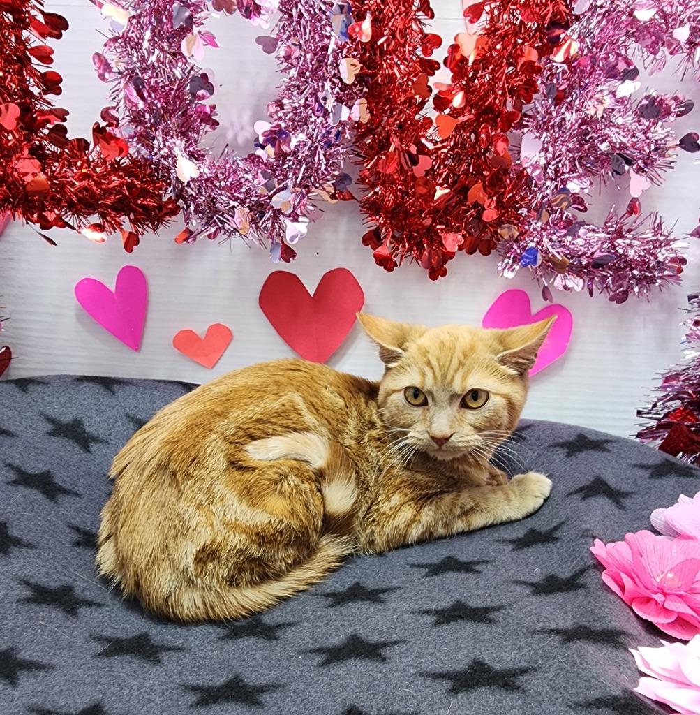 Enlarge Jingle, a Adoptable mixed breed in Washington Court House, OH image 1/1