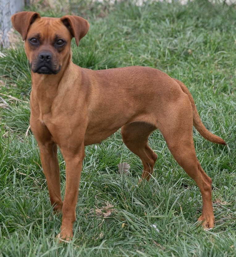 Ginger (GiGi), Adopted, Adult Female Boxer.