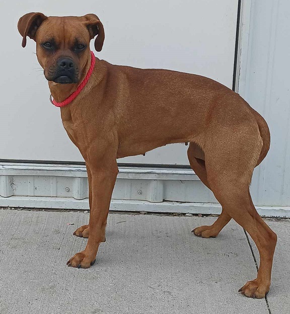 Ginger (GiGi), a Adopted Boxer in Creston, IA image 2/5