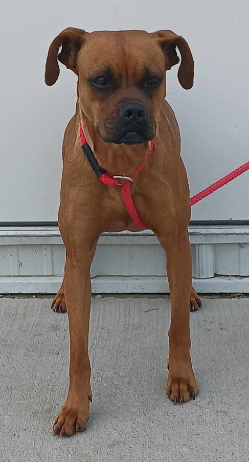 Ginger (GiGi), a Adopted Boxer in Creston, IA image 3/5