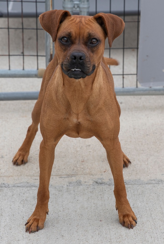 Ginger (GiGi), a Adopted Boxer in Creston, IA image 5/5