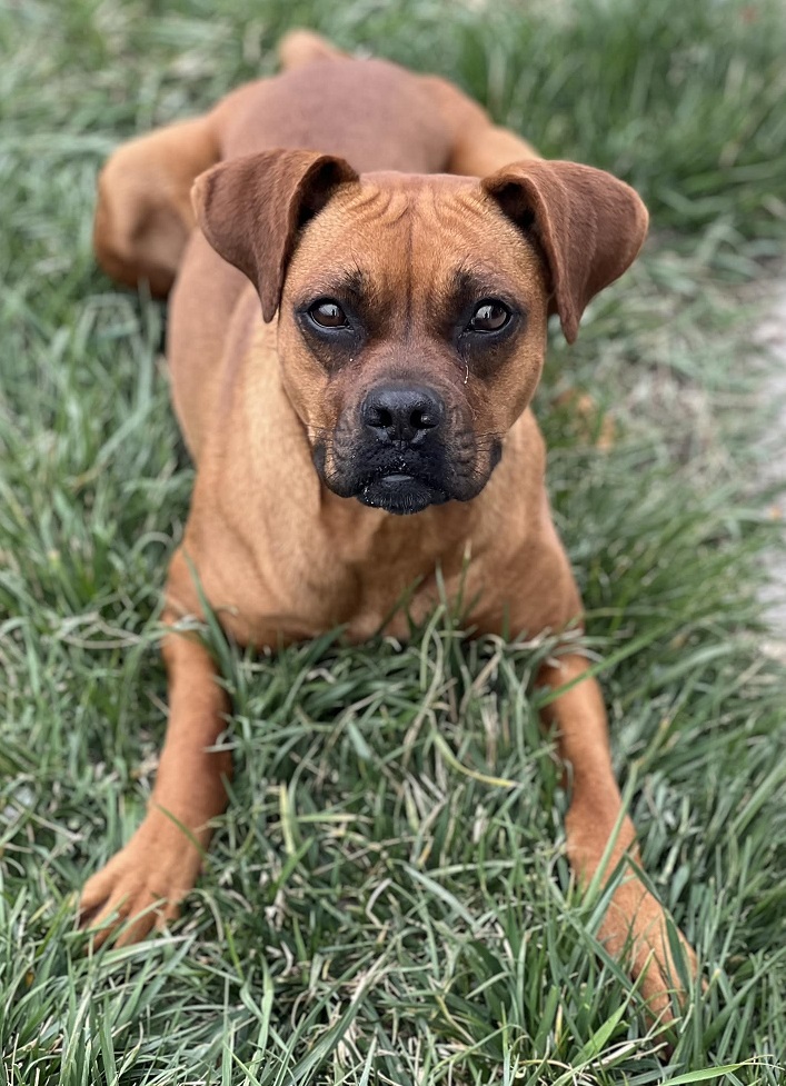 Ginger (GiGi), a Adopted Boxer in Creston, IA image 4/5