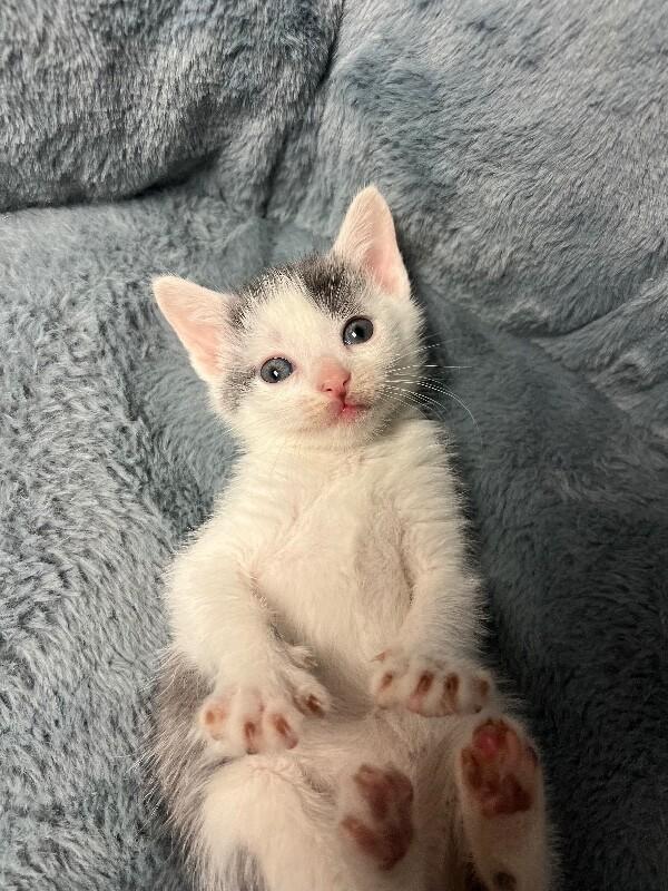 Parking Lot, Adoptable, Young Female Domestic Short Hair.