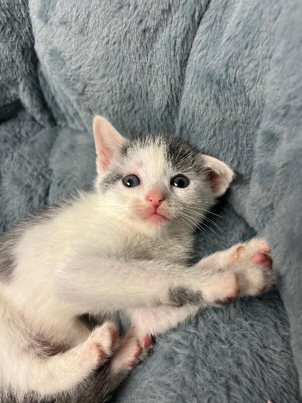 Enlarge Parking Lot, a Adoptable Domestic Short Hair in North Babylon, NY image 2/6