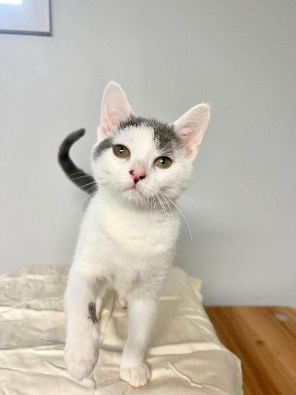 Parking Lot, Adoptable, Young Female Domestic Short Hair.