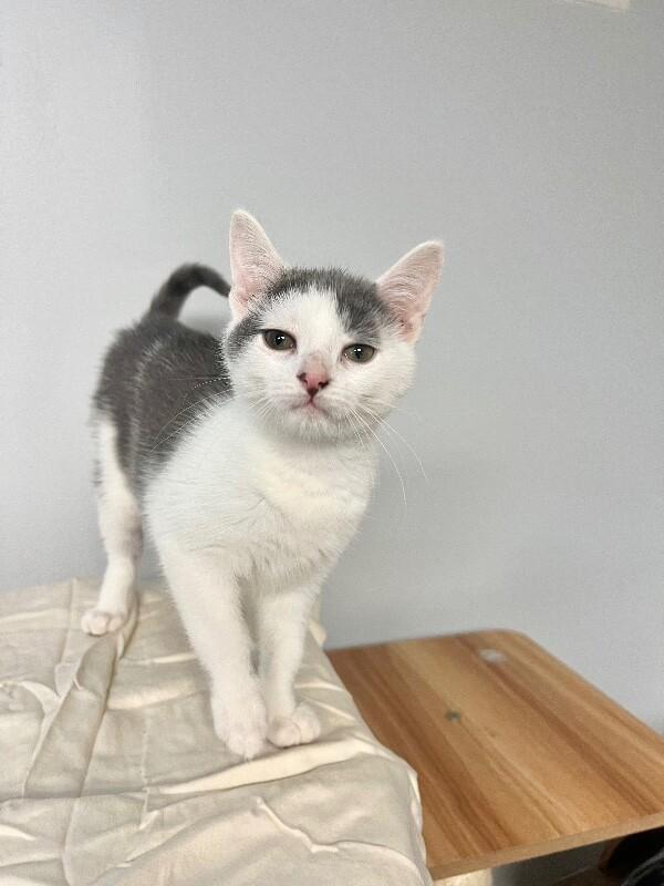 Parking Lot, a Adoptable Domestic Short Hair in North Babylon, NY image 2/5