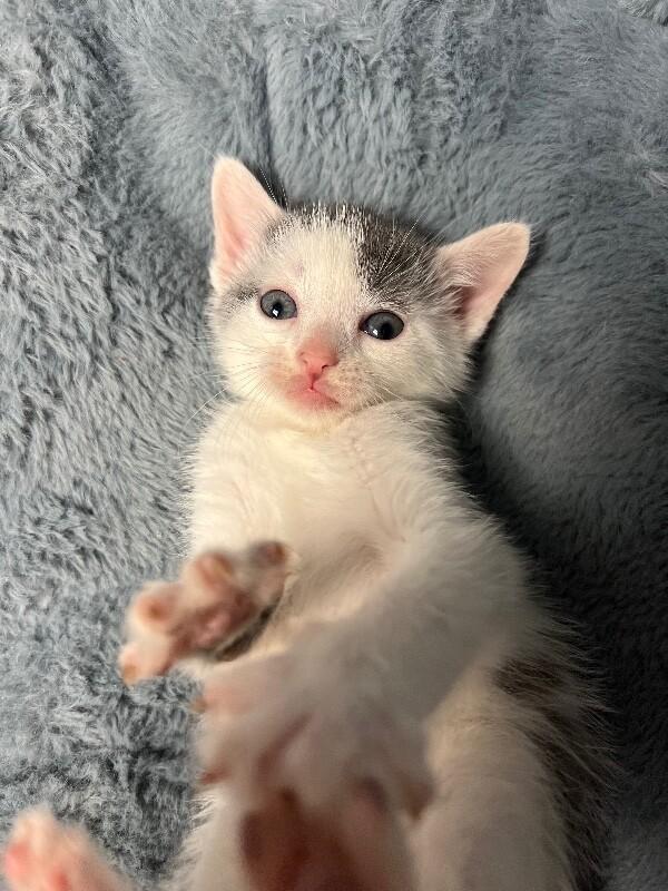 Enlarge Parking Lot, a Adoptable Domestic Short Hair in North Babylon, NY image 3/6