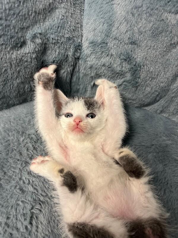 Enlarge Parking Lot, a Adoptable Domestic Short Hair in North Babylon, NY image 4/6
