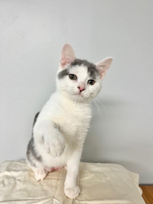 Parking Lot, a Adoptable Domestic Short Hair in North Babylon, NY image 3/5