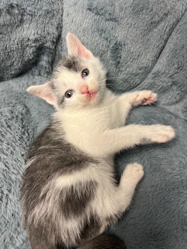 Enlarge Parking Lot, a Adoptable Domestic Short Hair in North Babylon, NY image 5/6