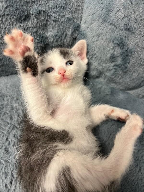 Enlarge Parking Lot, a Adoptable Domestic Short Hair in North Babylon, NY image 6/6