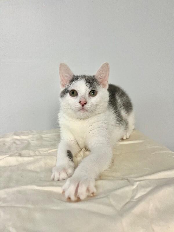 Parking Lot, a Adoptable Domestic Short Hair in North Babylon, NY image 4/5