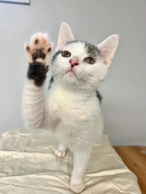 Parking Lot, a Adoptable Domestic Short Hair in North Babylon, NY image 5/5