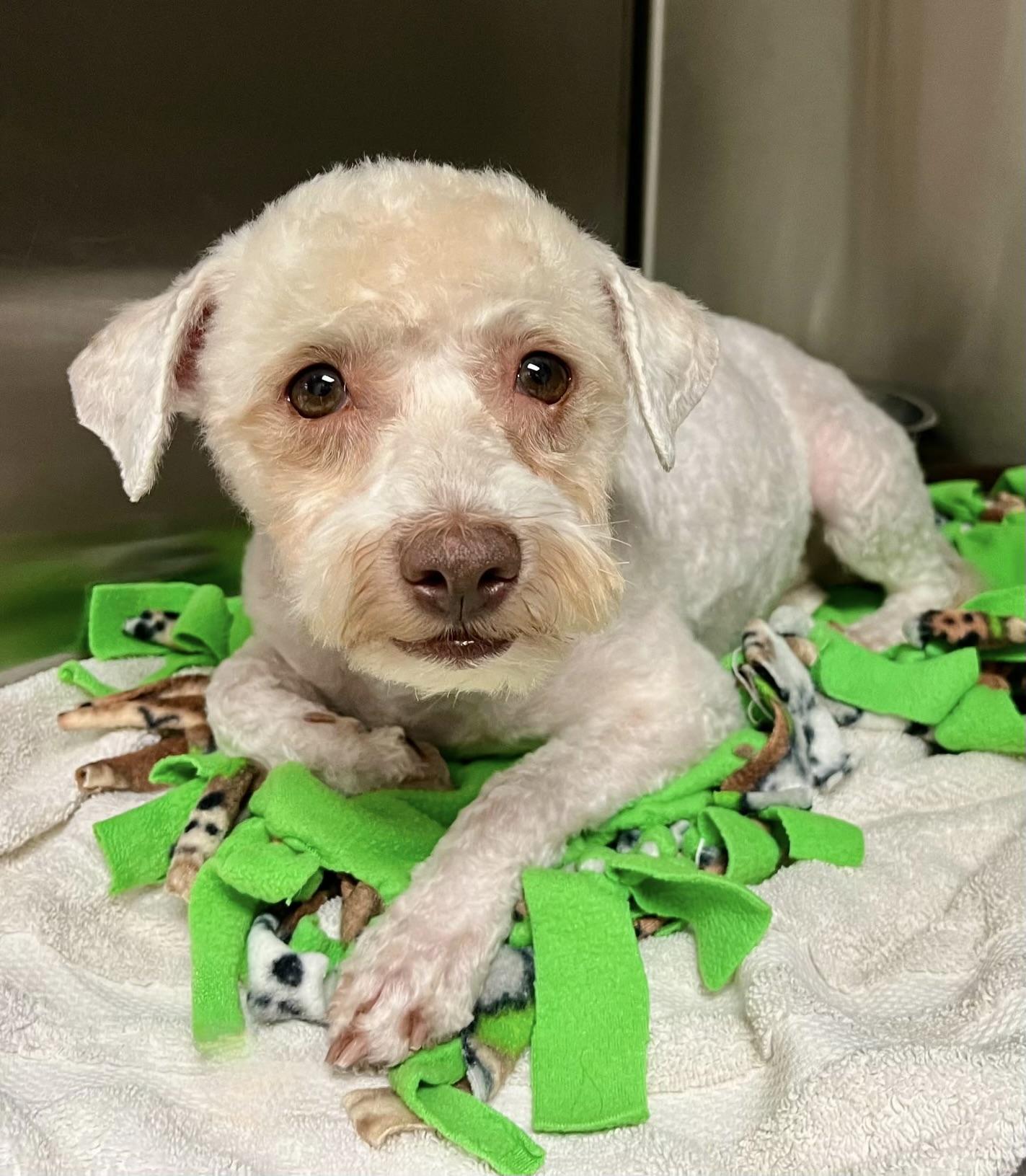 Truman, a ADOPTABLE mixed breed in Corona Del Mar, CA image 2/4