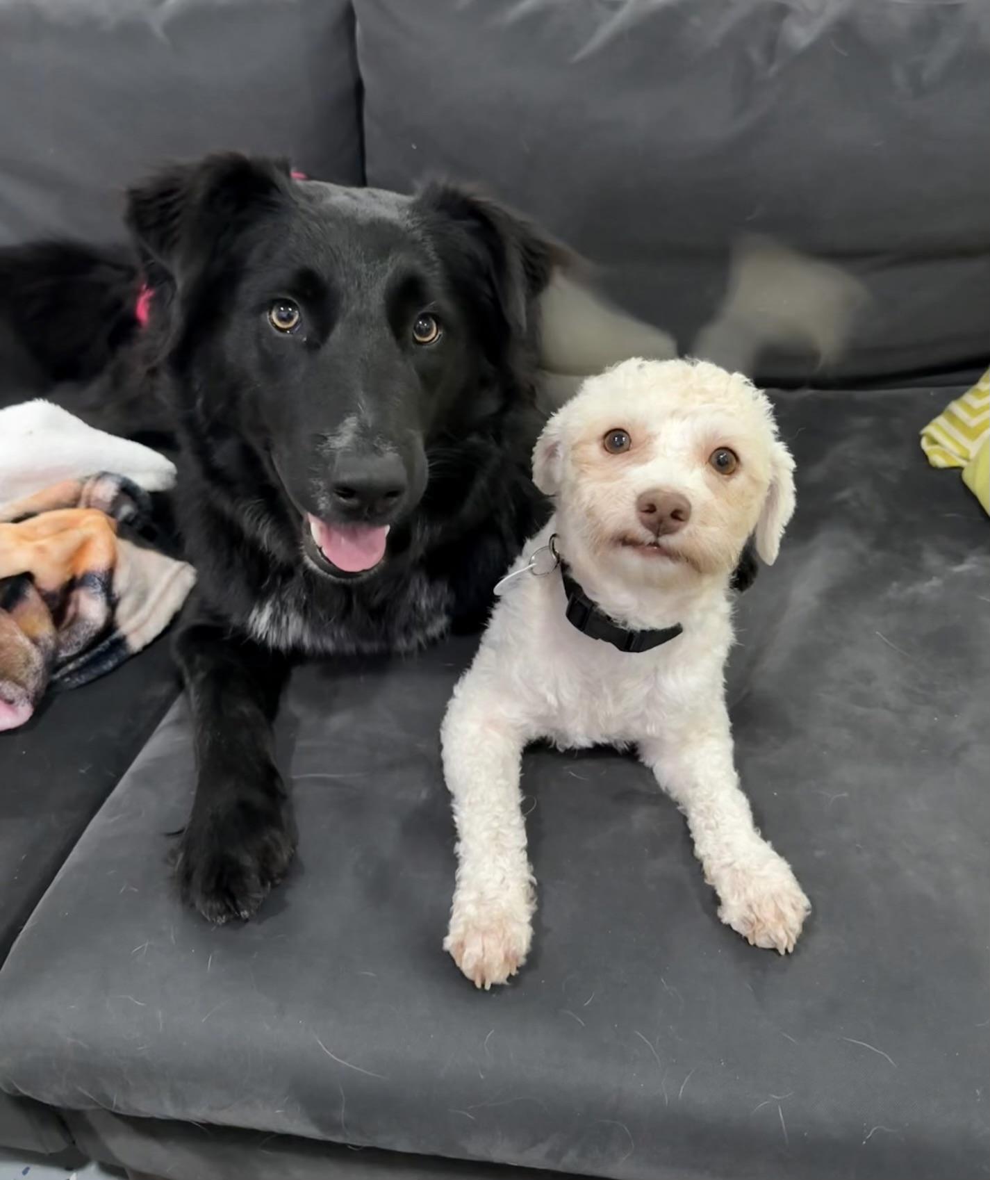 Truman, a ADOPTABLE mixed breed in Corona Del Mar, CA image 3/4