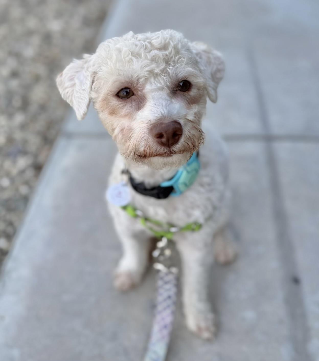 Truman, a ADOPTABLE mixed breed in Corona Del Mar, CA image 1/4