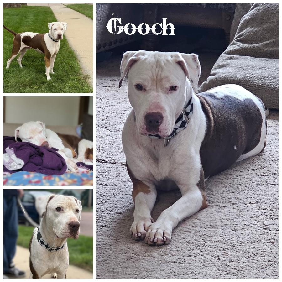 Gooch, Adoptable, Adult Male Terrier.