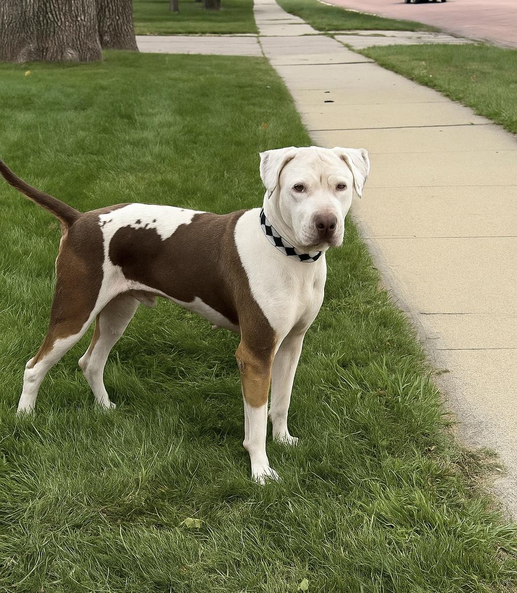 Gooch, a Adoptable mixed breed in Sioux Falls, SD image 2/6