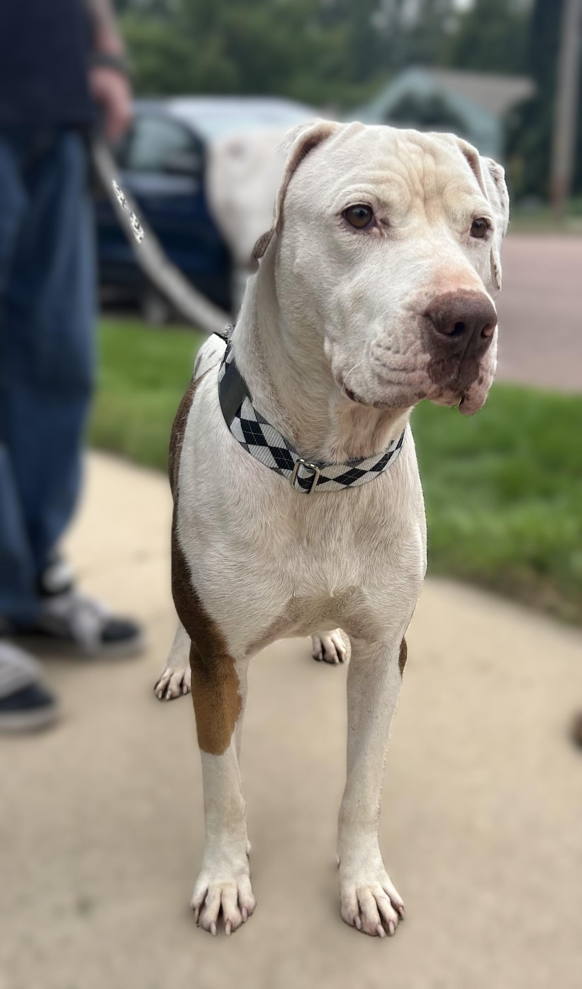 Gooch, a Adoptable mixed breed in Sioux Falls, SD image 3/6