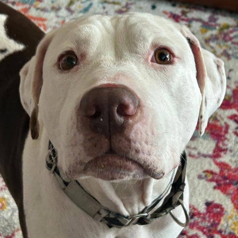 Enlarge Gooch, a Adoptable mixed breed in Sioux Falls, SD image 2/5