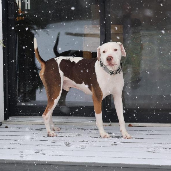 Enlarge Gooch, a Adoptable mixed breed in Sioux Falls, SD image 4/5