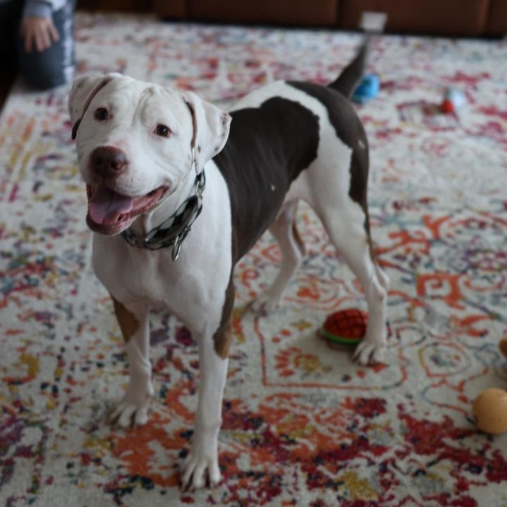 Enlarge Gooch, a Adoptable mixed breed in Sioux Falls, SD image 5/5