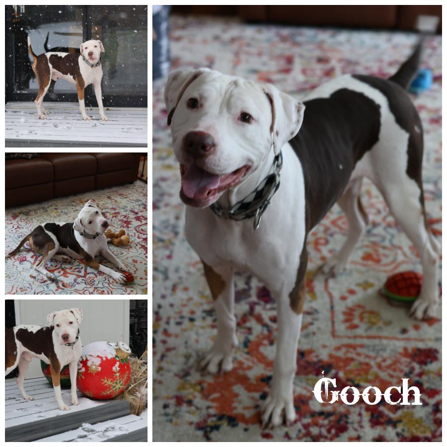 Enlarge Gooch, a Adoptable mixed breed in Sioux Falls, SD image 1/5