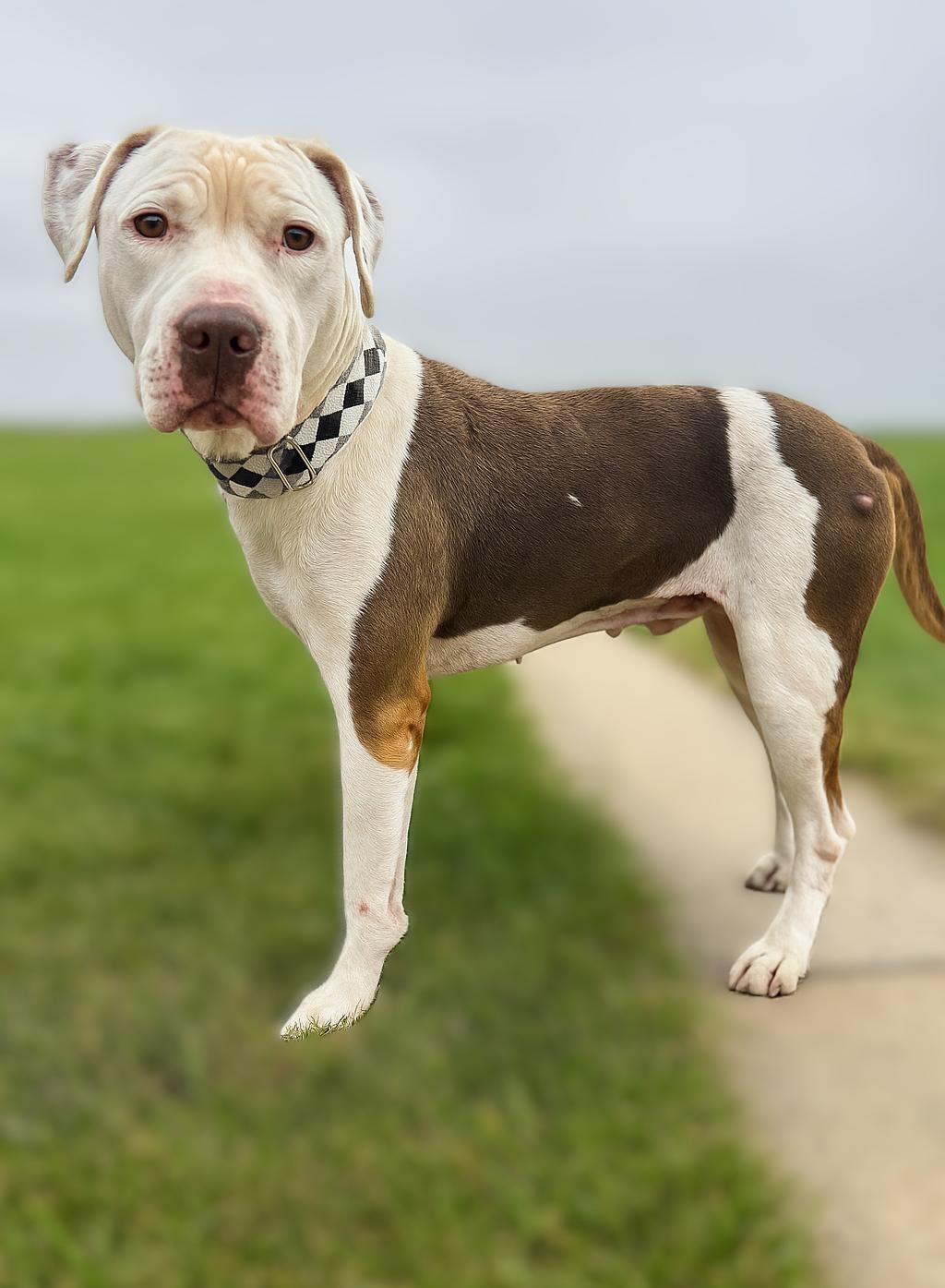 Gooch, a Adoptable mixed breed in Sioux Falls, SD image 4/6