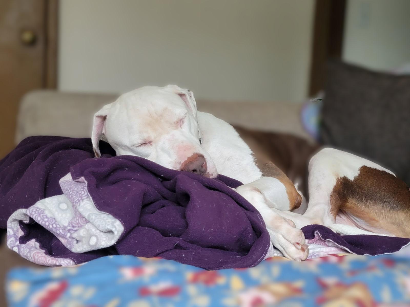 Gooch, a Adoptable mixed breed in Sioux Falls, SD image 5/6