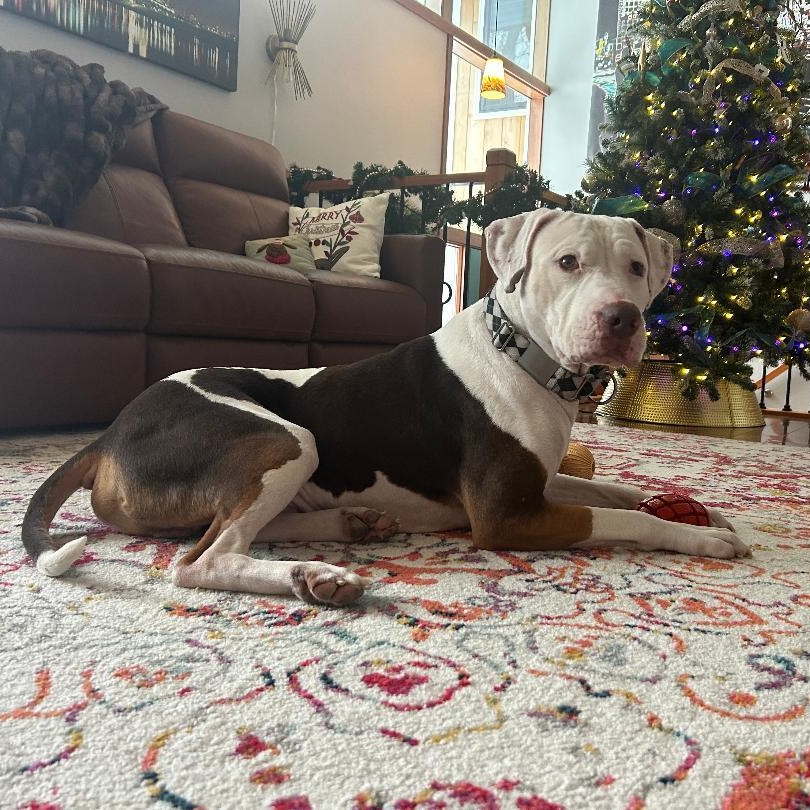 Enlarge Gooch, a Adoptable mixed breed in Sioux Falls, SD image 3/5