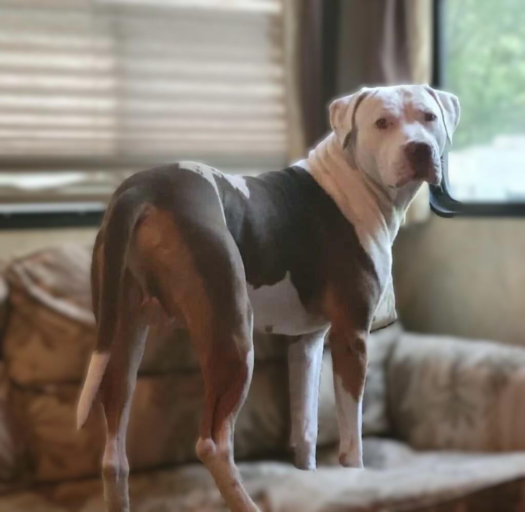 Gooch, a Adoptable mixed breed in Sioux Falls, SD image 6/6