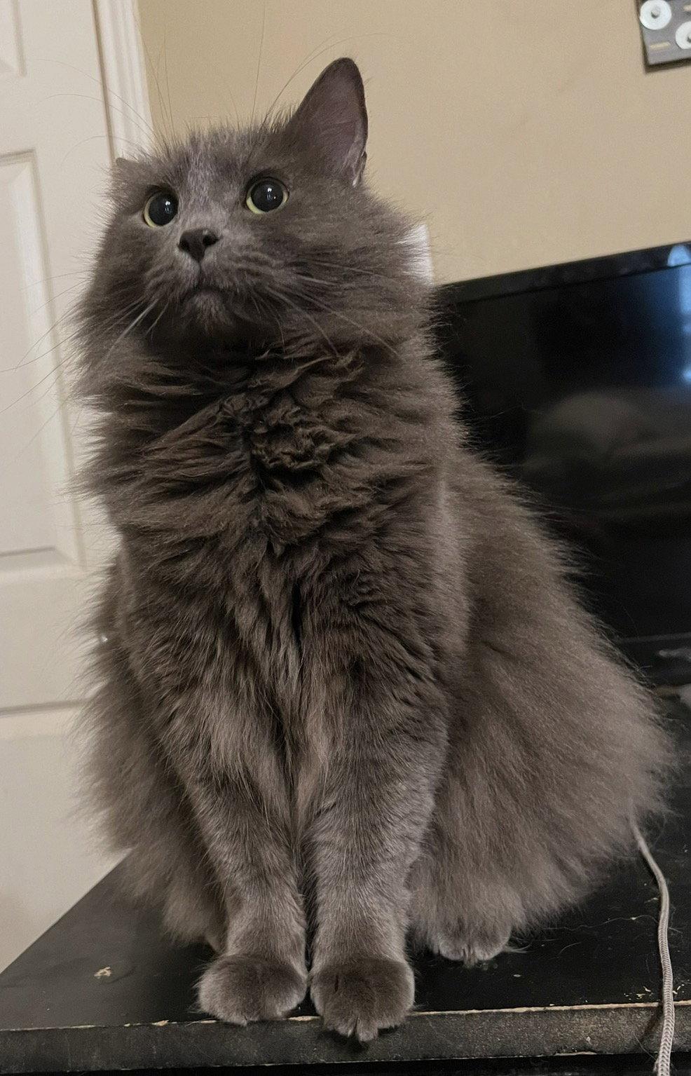 Enlarge Belle, a Adoptable Domestic Long Hair in Bangs, TX image 1/1