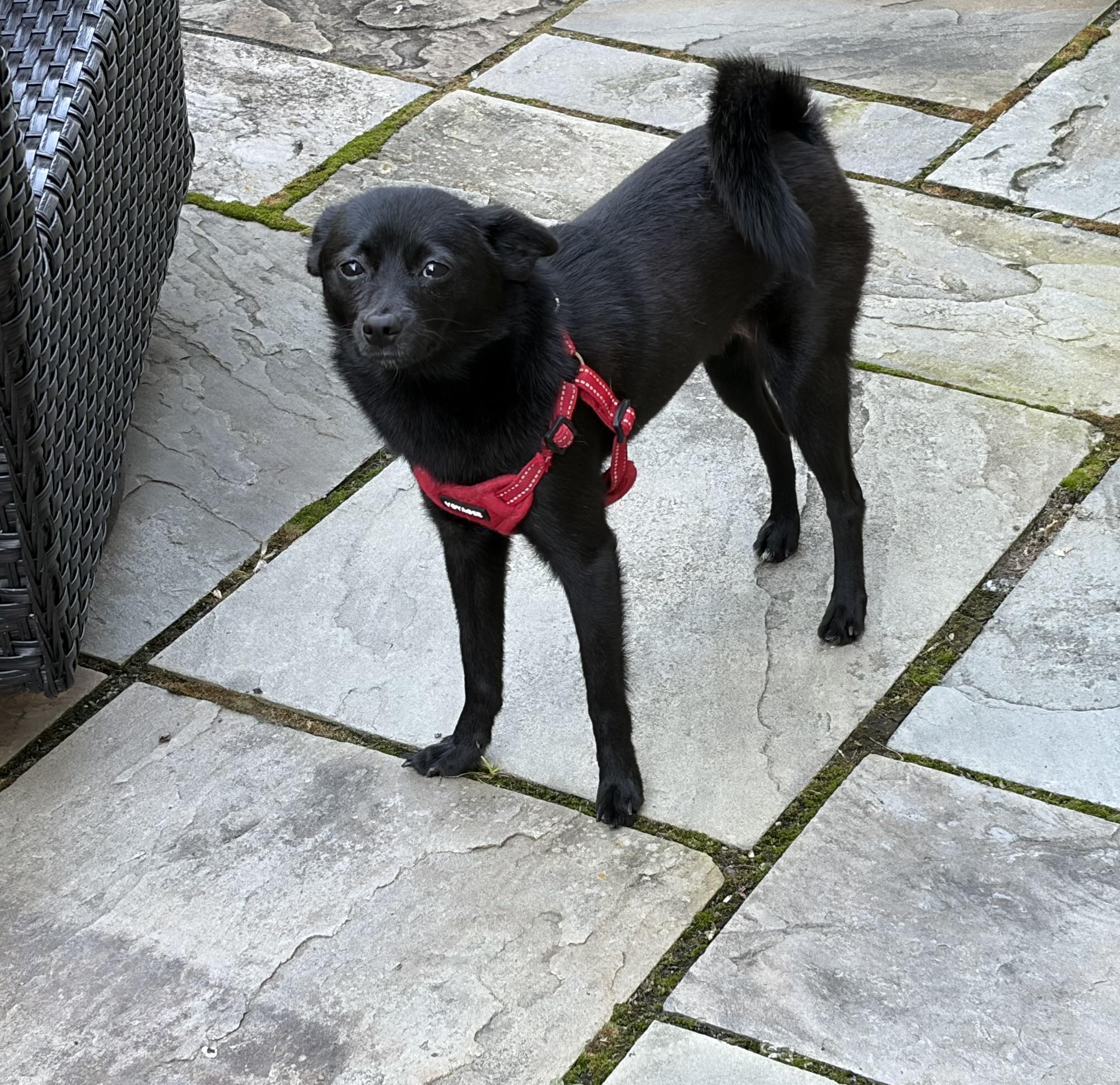 Enlarge Blackberry, a Adoptable mixed breed in Lovettsville, VA image 5/6