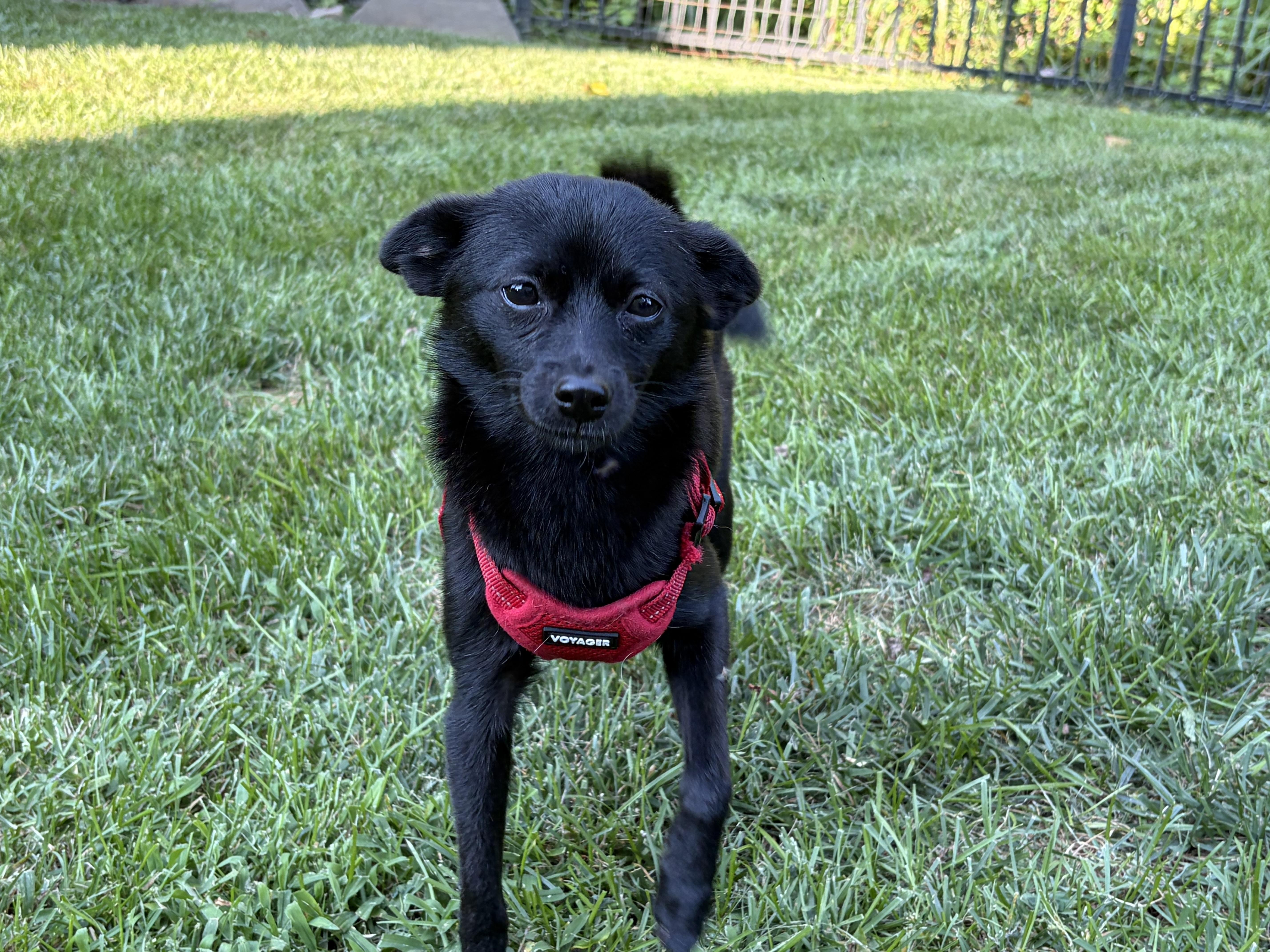 Enlarge Blackberry, a Adoptable mixed breed in Lovettsville, VA image 3/6