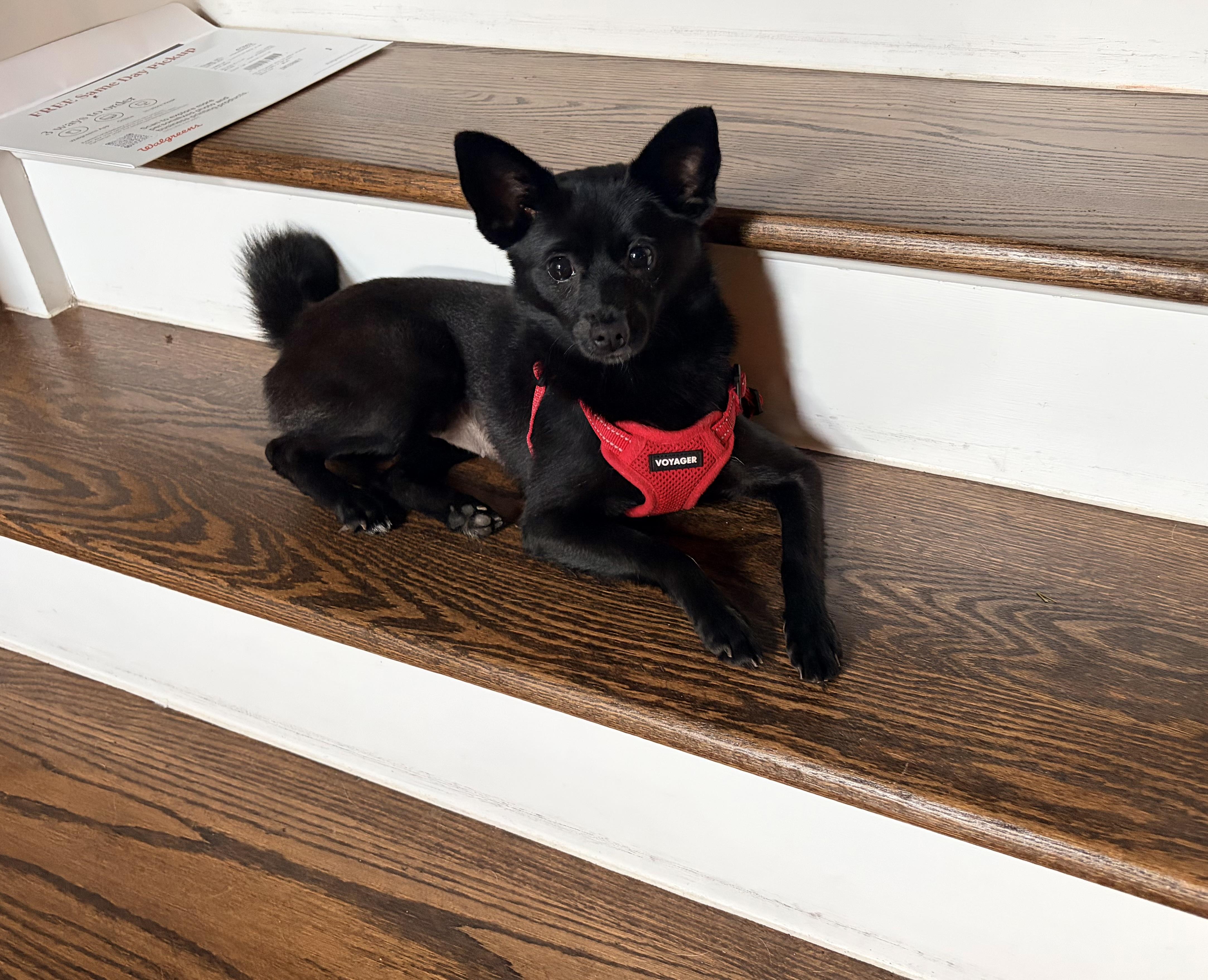 Blackberry, Adoptable, Young Female Pomeranian & Chihuahua.