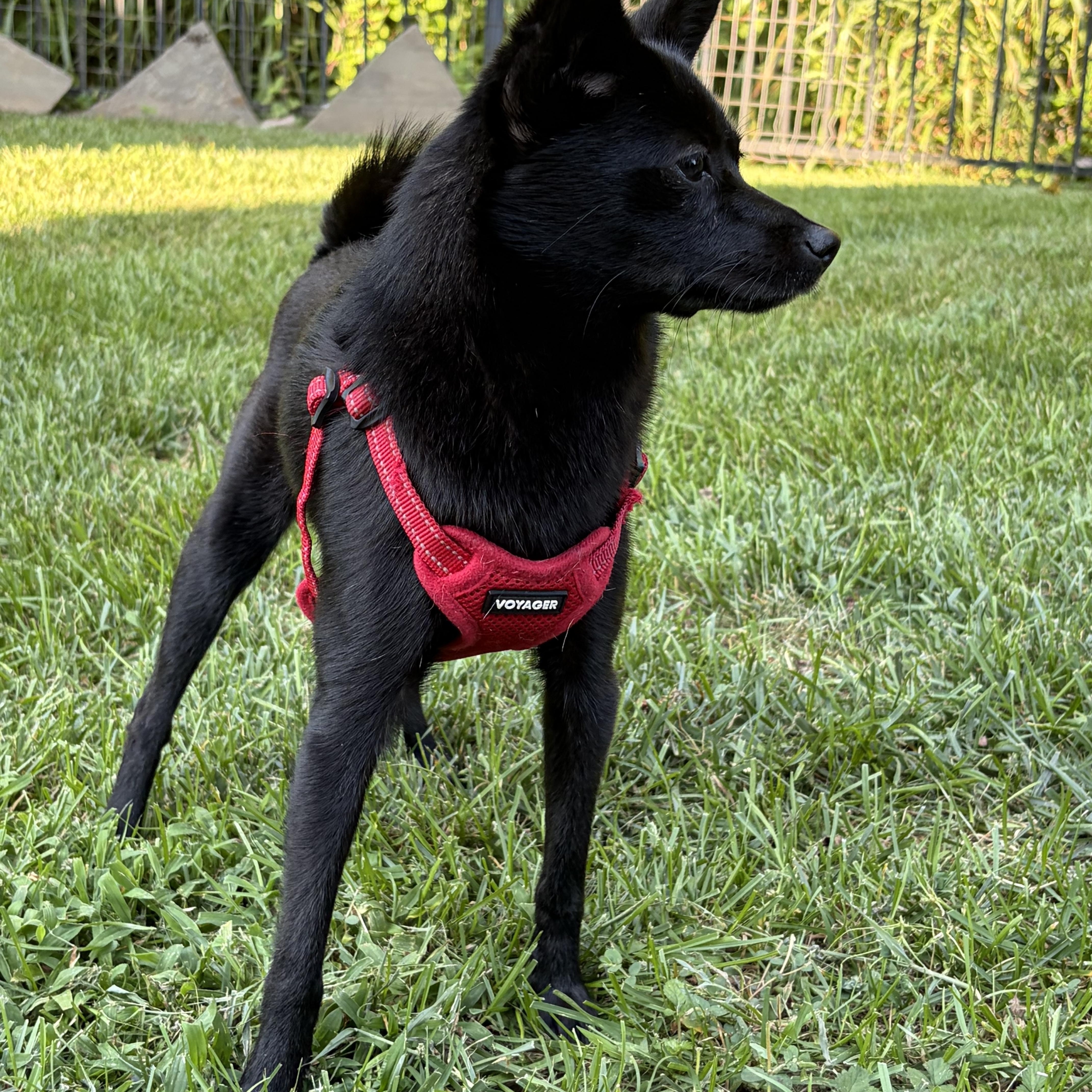 Enlarge Blackberry, a Adoptable mixed breed in Lovettsville, VA image 4/6