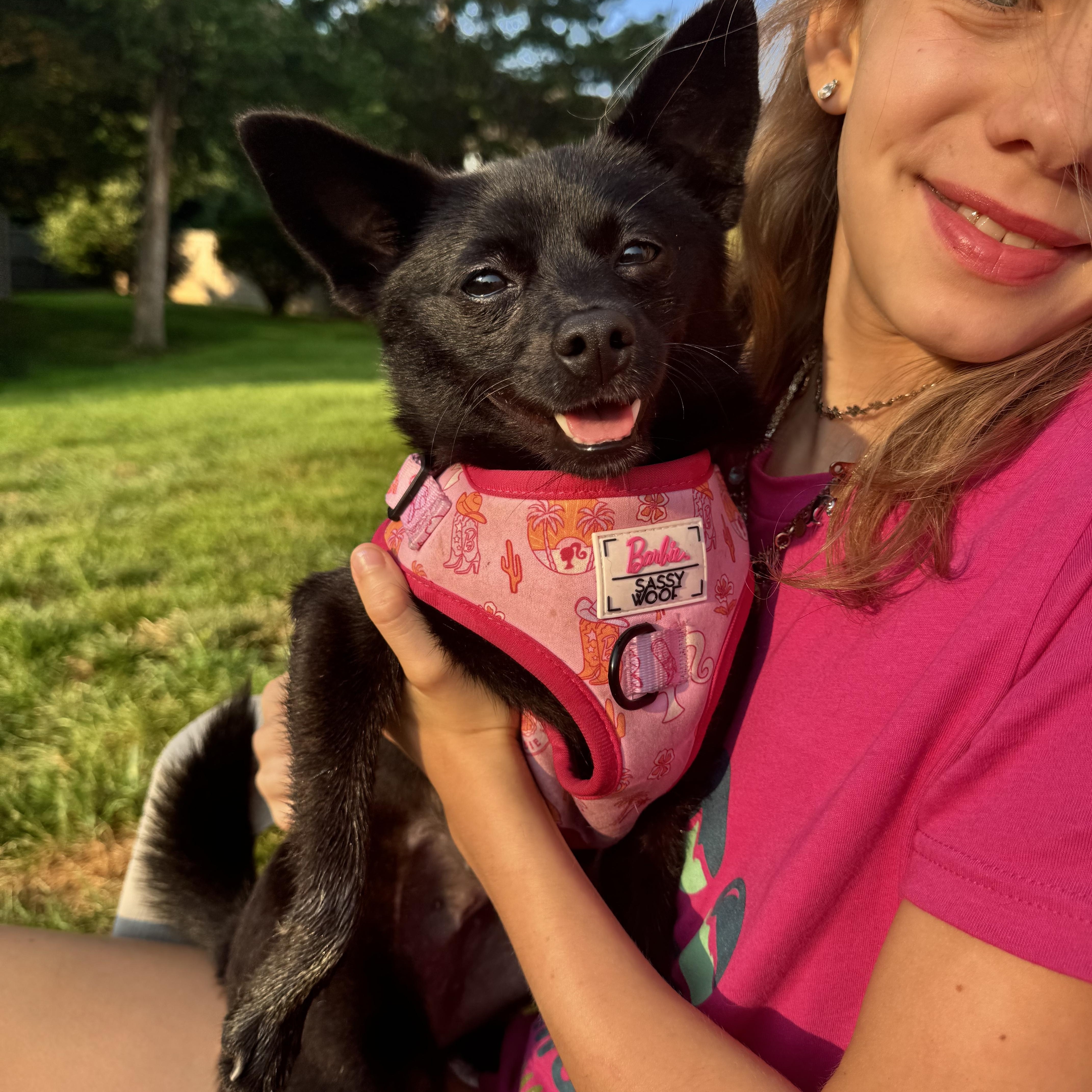 Enlarge Blackberry, a Adoptable mixed breed in Lovettsville, VA image 2/6