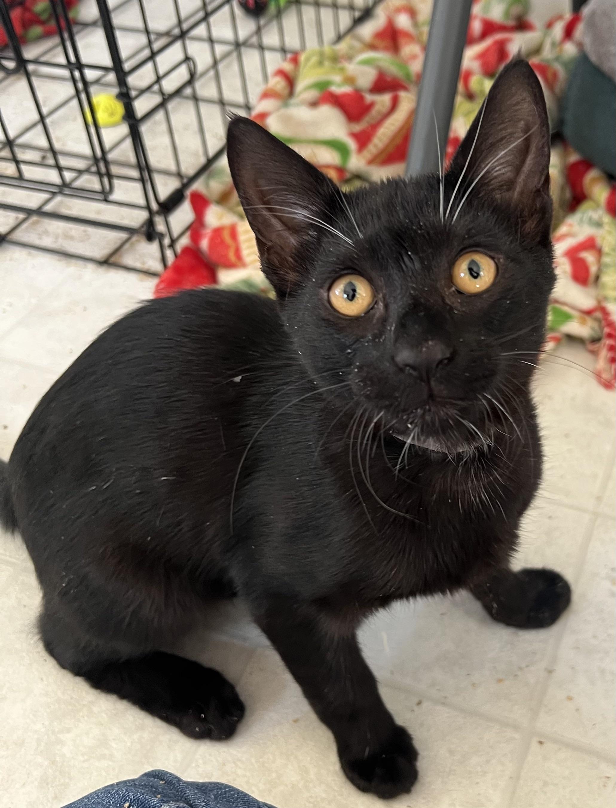 Rambo, Adoptable, Young Male Domestic Short Hair.