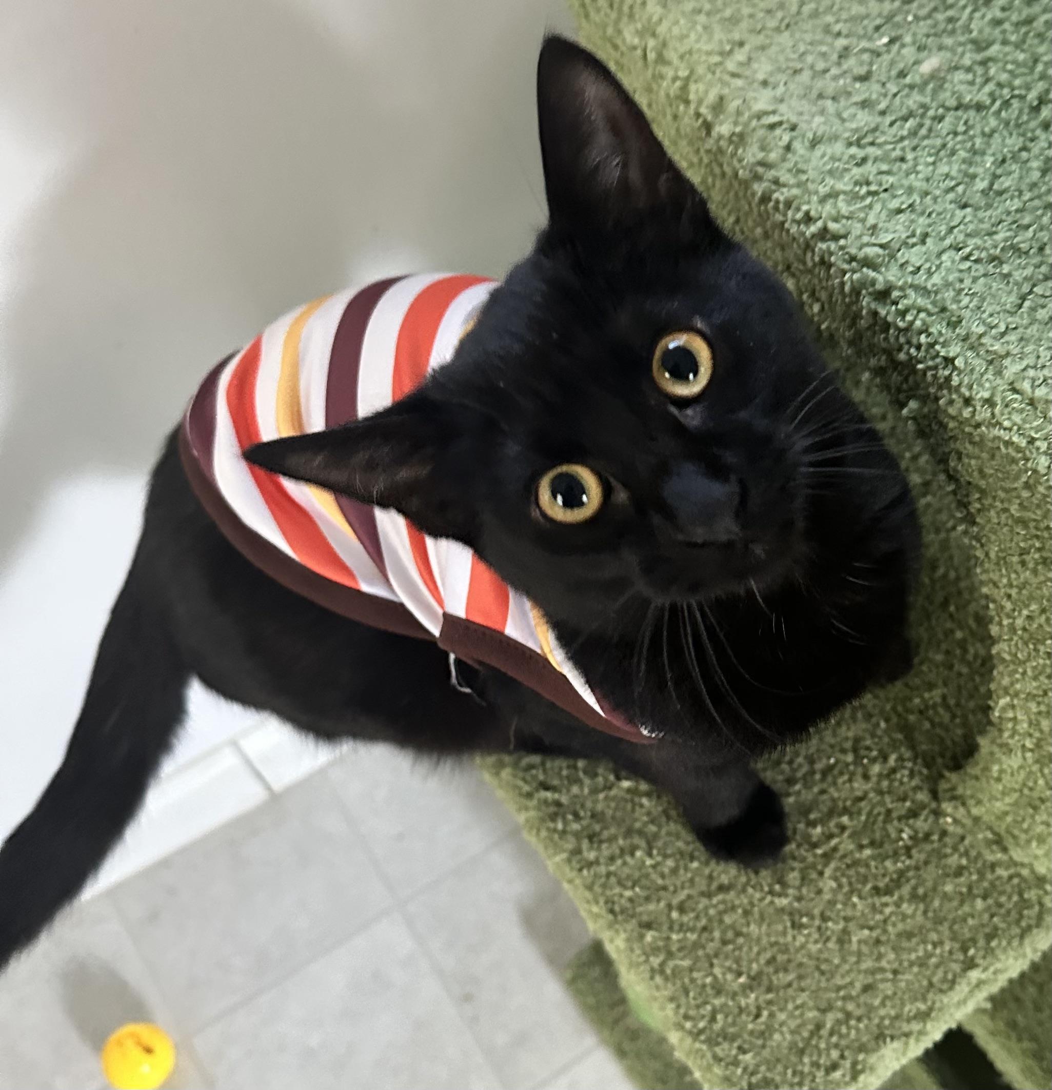 Rambo, adopted, Young Male Domestic Short Hair.