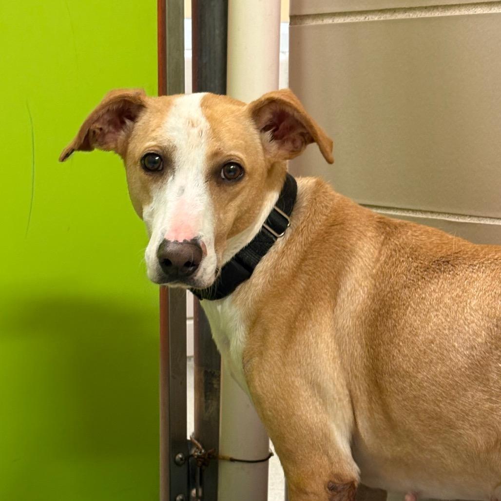 Enlarge Wrenley Jane, a Adoptable Mixed Breed in Waukesha, WI image 1/3