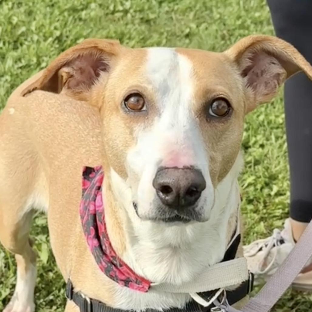 Enlarge Wrenley Jane, a Adoptable Mixed Breed in Waukesha, WI image 2/3