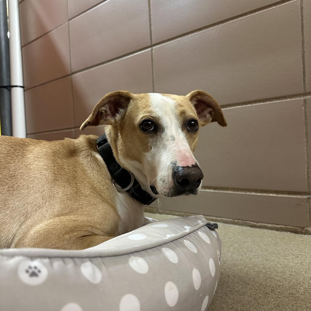 Enlarge Wrenley Jane, a Adoptable Mixed Breed in Waukesha, WI image 3/3