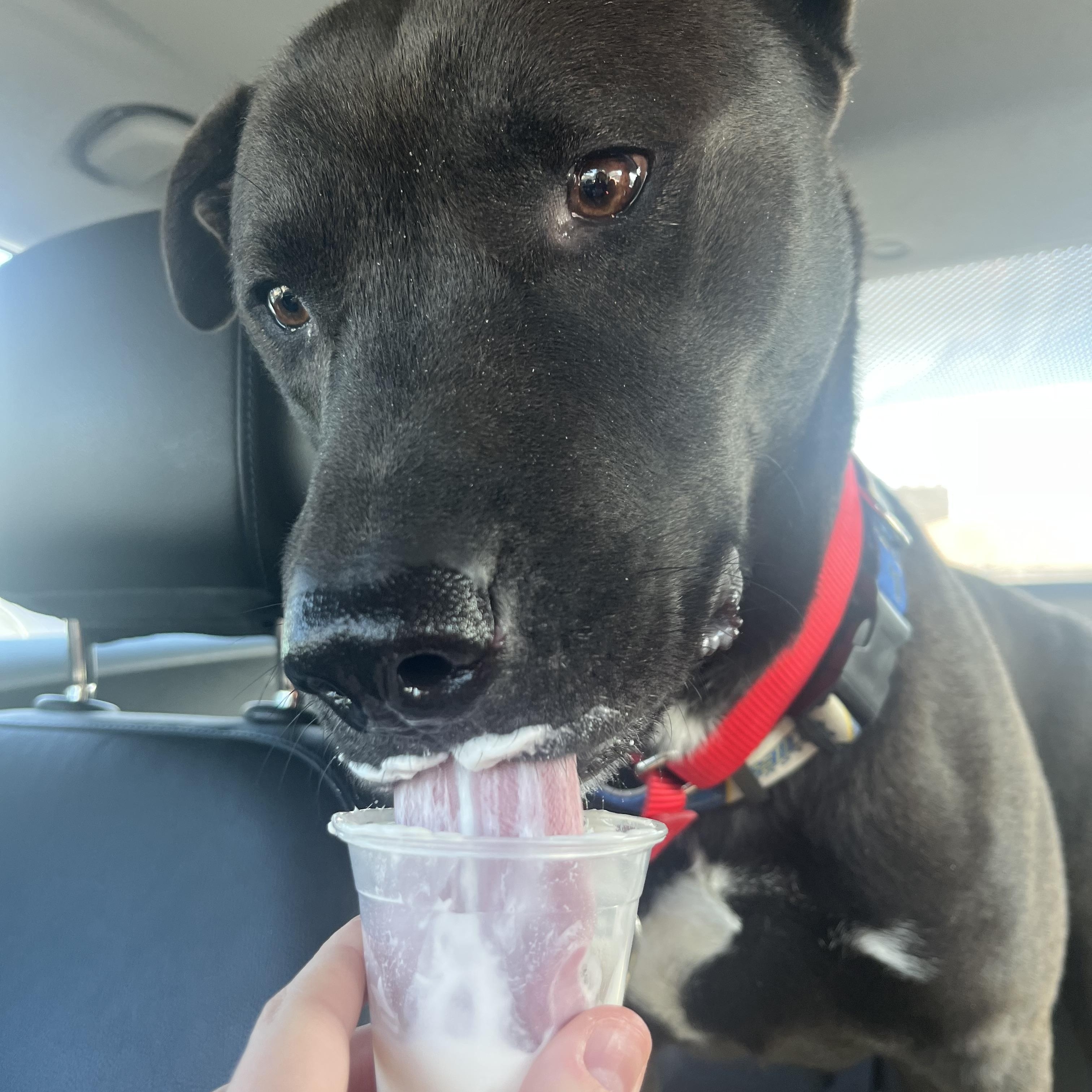 Bain, adoptable, Young Male Black Labrador Retriever & Husky.