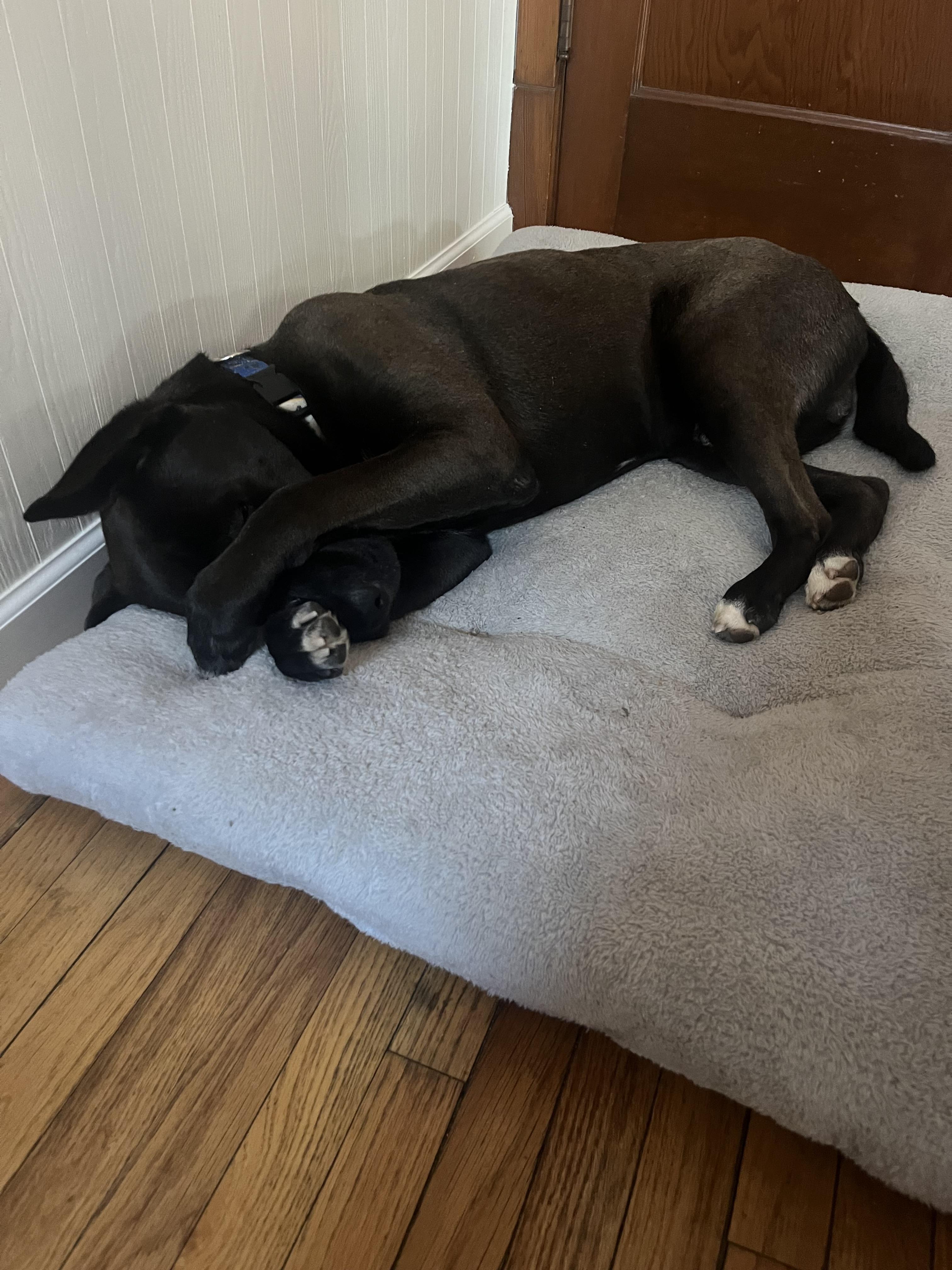 Enlarge Bain, an adoptable mixed breed in Saint Charles, MO image 5/5